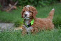Why You Shouldn't Buy a Goldendoodle
