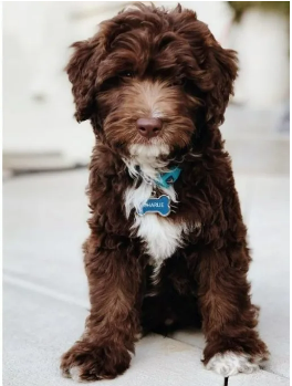 Will My Chocolate Goldendoodle Change Color