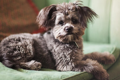 Yorkipoo Doodle Dogs for Seniors