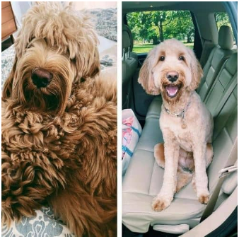 deas for Goldendoodle Summer Cuts