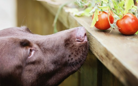 symptoms of tomato poisoning in dogs