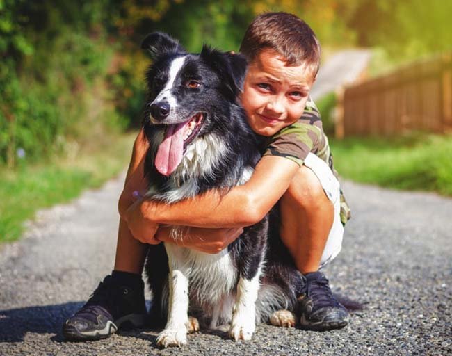Border Collie Children