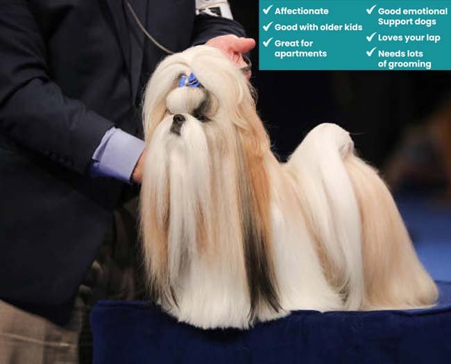 Personality of the Shih Tzu Dog