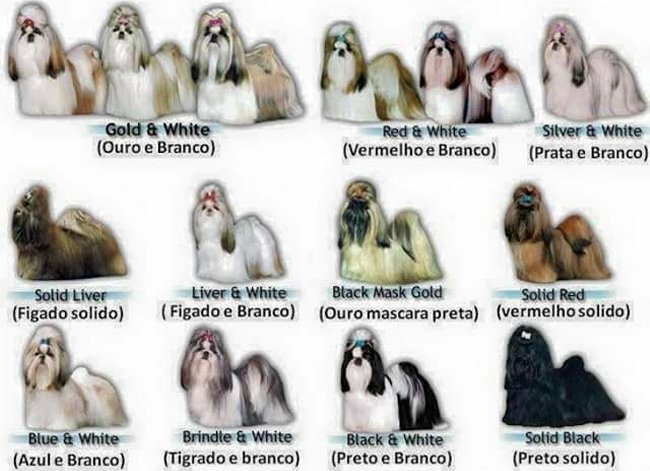 Shih Tzu Dog Coat Colour