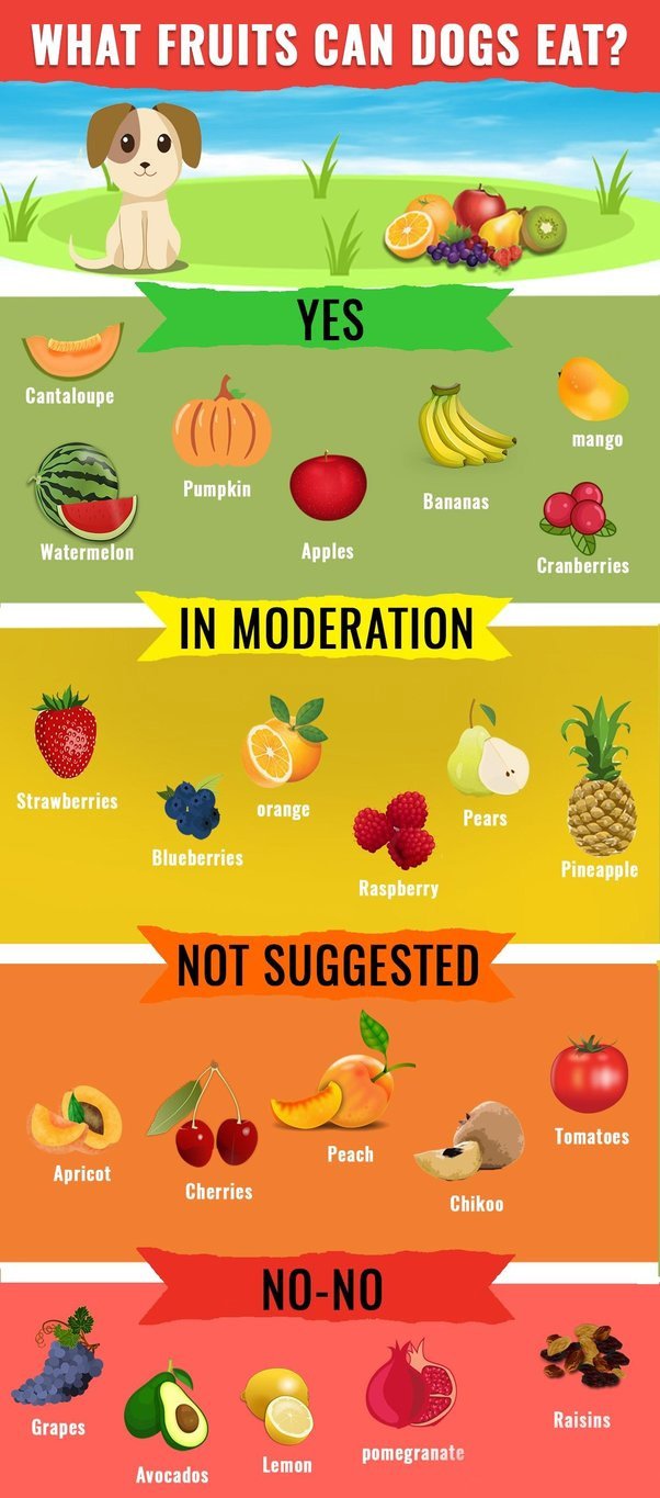 Shih Tzu Dog Feeding 2