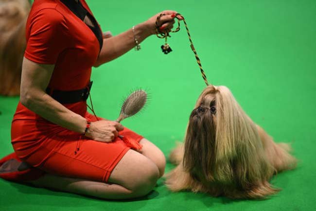 Shih Tzu Dog Grooming