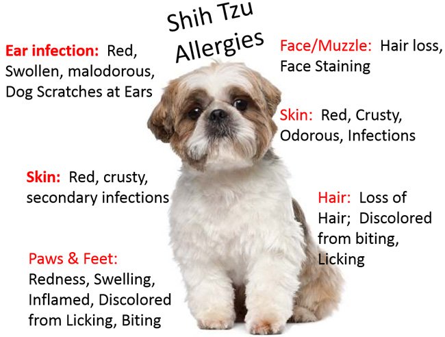 Shih Tzu Dog Health Problems