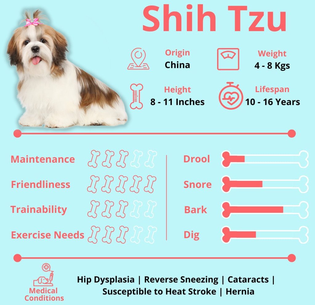 Shih Tzu Dog Overview