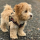 Types of Goldendoodle Color Genetics
