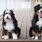 Bernedoodles are the Perfect Family Dog