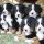 Bernese Mountain Dog Puppies Craigslist