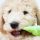 Best Chew Toys for Goldendoodles