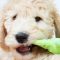 Best Chew Toys for Goldendoodles