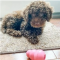 Chocolate Goldendoodle Silvering