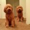 Country Mini Goldendoodles