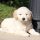 F1 Mini Goldendoodle Puppies for Sale