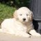 F1 Mini Goldendoodle Puppies for Sale
