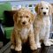 Goldendoodle Personality Disadvantages