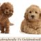 Goldendoodle vs Labradoodle Size, Appearance and Price