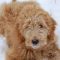 Goldendoodles for Sale in Ohio