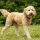 How Much Does a Goldendoodle Cost Per Year?