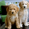 Is It Better to Get a Boy or Girl Goldendoodle?