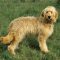 Mini Goldendoodle Puppies Facts & Information
