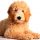 Mini Goldendoodle Puppies for Sale in PA, California, NY & Others