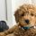Mini Goldendoodles for Sale Indiana