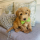 Mini Goldendoodle for Sale Florida for $500