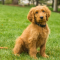 What Makes a Goldendoodle Hypoallergenic?