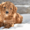 What is a Micro Mini Goldendoodle?
