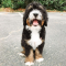 What is the Most Sought After Bernedoodle?