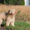 Which is Better F1B or F1BB Goldendoodle?